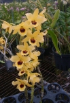 Den. Golden Blossum Kogane