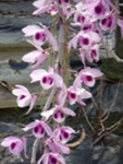 Den. anosmum x Den. parishii