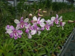 Den. Dancer Angel
