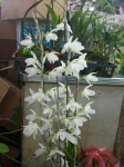 Den. anosmum