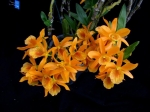 Den. Stardust "Fire Bird"