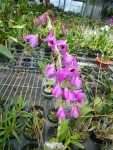 Den. parishii