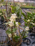 Den. uniflorum