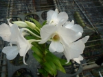 Den. sanderinan x sib