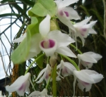 Den. parishii semi-alba