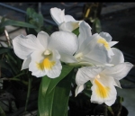 Den. formosum