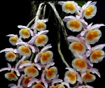 Den. Primulinum (yellow)