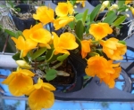 Dendrobium jenkinsii