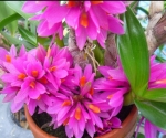Den.hibiki (bracteosum x laevifolium)