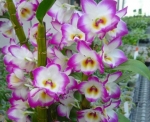 Den. Nobile-Lucky Angel "Smash"