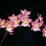 Wils. Calico Gem "Green Valley"