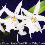 Dgmra. Winter Wanderland "White Fairy"