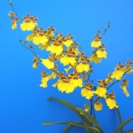 Onc. Jiuhbao Gold "Tainan"