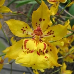 Odcdm.Tiger Crow "Golden Girl"