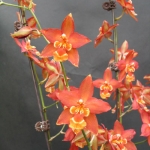 Wils. Firecracker "Red Star"