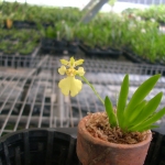 Onc. pusllum