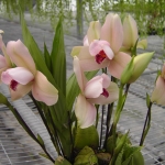 Lyc. Shonsn Harmany x Lyc. Aubum