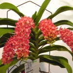 Rhy. gigantea orange