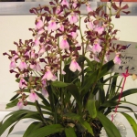 Enc. cordigera