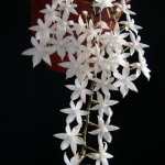 Aerangis biloba