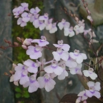 Ionopsis paniculata