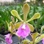 Epi. floribundum x Encyclia cordigera