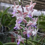 Vanda lamellate x Seidenfadennia mitrata