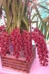 Cym. Dorothy Stockstill Forgotten Fruit