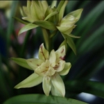 Cymbidium ensifolium "Fu Shan"