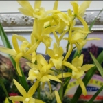 Cymbidium Golden Elf