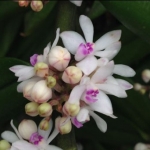 Trichoglottis rosea