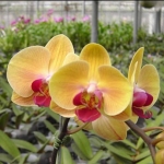 Dtps. Sin-Yuan Golden Beauty