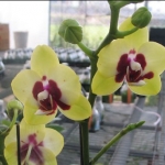 (Phal. Tying Shin Ruby x Phal.Taipei Gold)