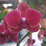 Dtps.Taida Salu