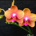 Phal. Brother Sara Gold