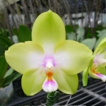 Phal. Violgoid Green