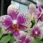 Phal. Sogo Cock "Oriental Showgirl "