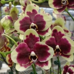 Phal. I-Hsin Circus