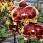 Phal. I-Hsin Pudding Puppy