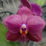 Phal. Sogo Rose