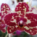 Phal. I-Hsin Adzuki Bean