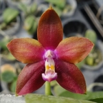 Phal. Dragon Tree Eagle