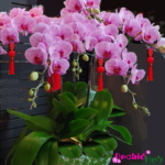 Online Flower for CNY