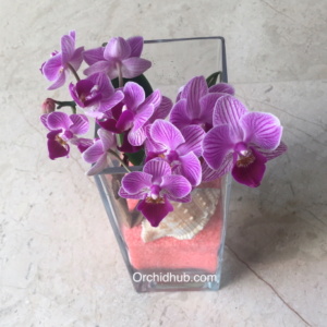orchid flowers