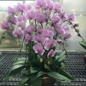 phalaenopsis orchid