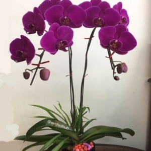 Phalaenopsis orchid flower