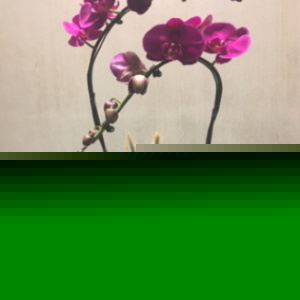 Orchid