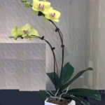 yellow Phalaenopsis orchid flower