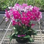 Fresh phalaenopsis orchid