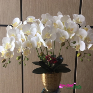 Phalaenopsis